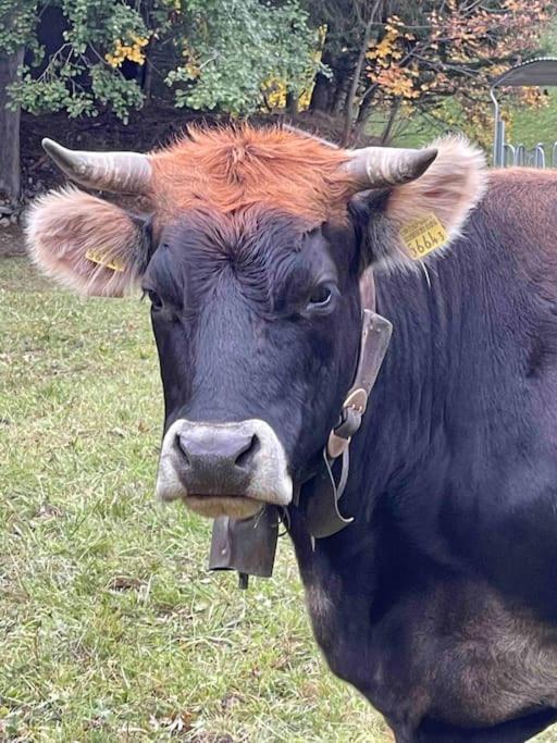 Kleines Bijou In Klosters Platz Bagian luar foto